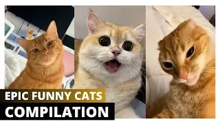 Epic Funny Cats Laugh Guaranteed! ✨