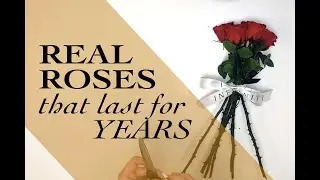 INFINITY ROSES WITH STEMS | PRESERVED FLOWERS