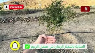 اشجار الرمان في فصل الربيع كيف العناية بها وسبب تساقط ثمارها