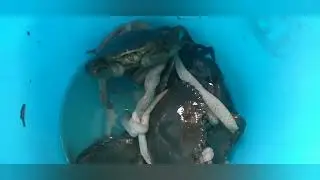 Những con cua nuôi tự nhiên ở Cà Mau🤗🤗🤗🤗