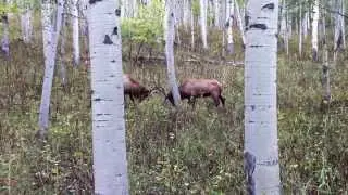 Two monster 6 point bull elk, fight in an awesome battle