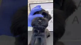 Black Schnauzer Teddy Bear Style #schnauzer #dogs #doggroomingtips