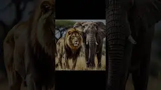 lion and elephant hybrid animal #cartoon #hybridanimalfusion #hybridanimalfusion #kidscartoons