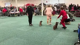 Best of Breed jamnik długowłosy miniaturowy Nitra sobota 2025
