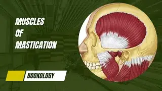 Muscles of Mastication | Direct and Functional Manipulation | Diagnosis