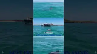 DOLPHIN SAFARI 🐬📍Location: At:- BEYT DWARKA #dolphins #beytdwarka #okha #dwarka #fyp#beach #party