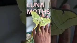 ☀️How to raise Luna Moths at home. You won&rsquo;t believe how easy it is.