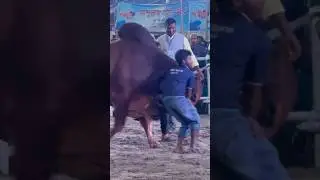 Big brahma bull || #cow #shorts #reaction