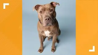 Pets of the Week: 8-9-2025