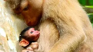 Youngest mom first time giving birth to beautiful newborn baby monkey today