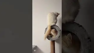 The way cats communicate #shorts #mycatregion #catlife