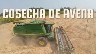 Día de cosecha: Avena