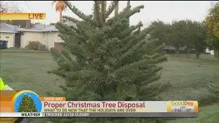 Xmas Tree Disposal