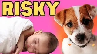 Should You Risk It? Jack Russell Terriers Around Babies and Infants