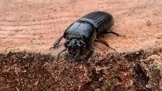 Appalachian Insects Bessbug Beetle Passalidae