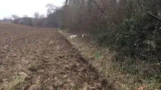 Chasse aux perdrix