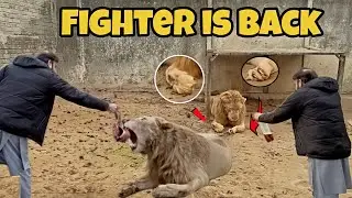 Fighter is Back With Very Bad Condition 🦁😲