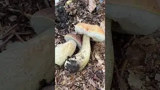 #pilzesammeln #pilzwanderung #fungi #pilzebestimmen #pilzesammelnanf&auml;nger #steinpilz #gallenr&ouml;hrling