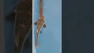 Redtail Catfish Growth Update | Tiger shovelnose & Pacu |