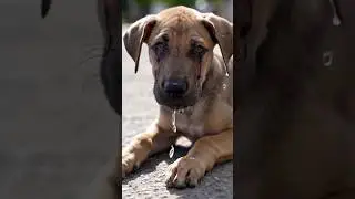 Real story of a loyal dog कुत्ते और इंसान की सच्ची कहानी #dog  #puppy #viral #story