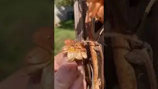 🐝Hops pixie dust, good for me and bees🧚🏻&zwj;♂️benefits of hops, hops in bee smoker#beekeeping#nature