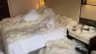 Pillow Fight: The feathery aftermath
