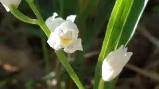Cephalanthera longifolia (orchidea selvatica)