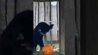 Red panda fight with pumpkin - funny videos