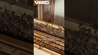 Keep Your BEES Healthy With Strong Frames