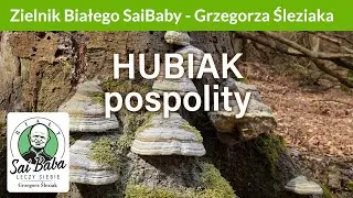 Zielnik Grzegorza Śleziaka - Hubiak pospolity