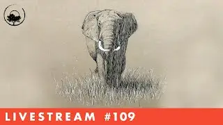 Drawing a Elephant on Toned Paper in Pen & Ink - LiveStream #109