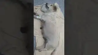 Case of difficult breathing #dog #cat #pets #animals #wildlife #vet