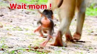 Waiting me mom ! Adorable Rex jump fast scare and angry mom Rose not wait and keep Rex play alone.