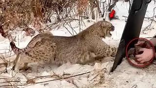 A Brave Girl Saves A Lynx From A Hunter'S Trap And Receives An Unexpected Gift