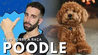 Tudo sobre a raça POODLE
