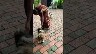 Loui ചോക്കൊന്നെ പോലെ  നമ്മടെ വിട്ടിലെ കാര്യങ്ങളൊക്കെ പഠിക്കുകയാണ് 😍 #puppypic #cutepuppy #petsies