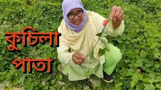 কুচিলা পাতার পাপরা।। Cuchila leaf papara।। Rupia Begum Blog...