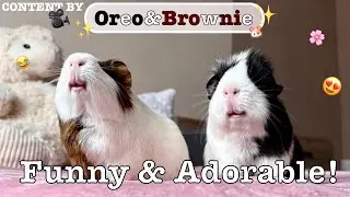 Cute Guinea Pig Chaos! Popcorning, Squeaks & Snacks
