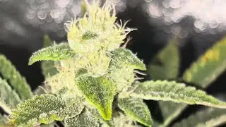 Flower tent update, mother tent update, new series coming soon stay tuned! 