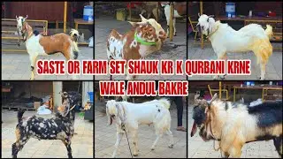 Buget Friendly Set Andul Bakre Shauk Kr  K Karo Bakro Ki Qurbani Dora Goat Farm Mahapoli
