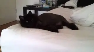 Cat - Ricky Wong's selective hearing