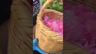Agros Rose Festival 2025  #rosepicking #cyprus #agrosrosefestival2025