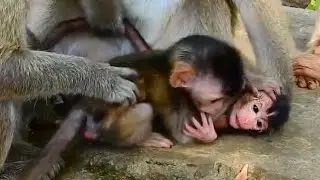 Oops!! Delena biting with weak baby monkey Jilla fall down on the stone