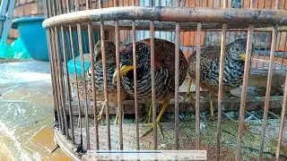 Tips Menjinakkan Burung Puyuh Liar (Part 1)