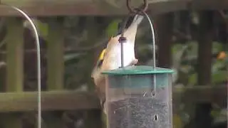 Goldfinch Feeding Upside Down