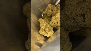4c labs - gmo tropical reign 🌴