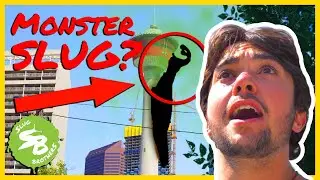 Giant Slug Monster Attacks City | Slug Brothers | Garthzilla