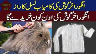 angora rabbit farming wool production | angora rabbit farming in pakistan | qasim malik