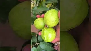 Traditional Fresh Guava From Tree 😋🤤#trending #traditional #fruit #food #pickle #shorts