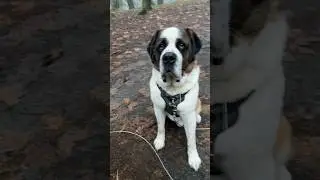 #Saint Bernard # Drool #gross #funny